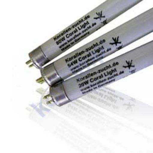 圖片 KZ Coral Light 10000 kelvin 80W